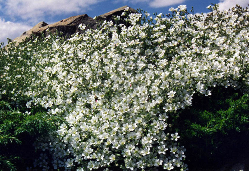 Minuartia capillacea photo